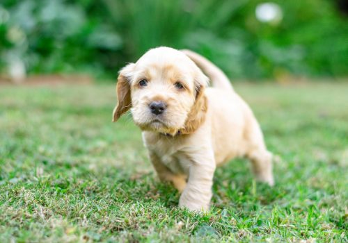 pexels-candice-pickering-12531330