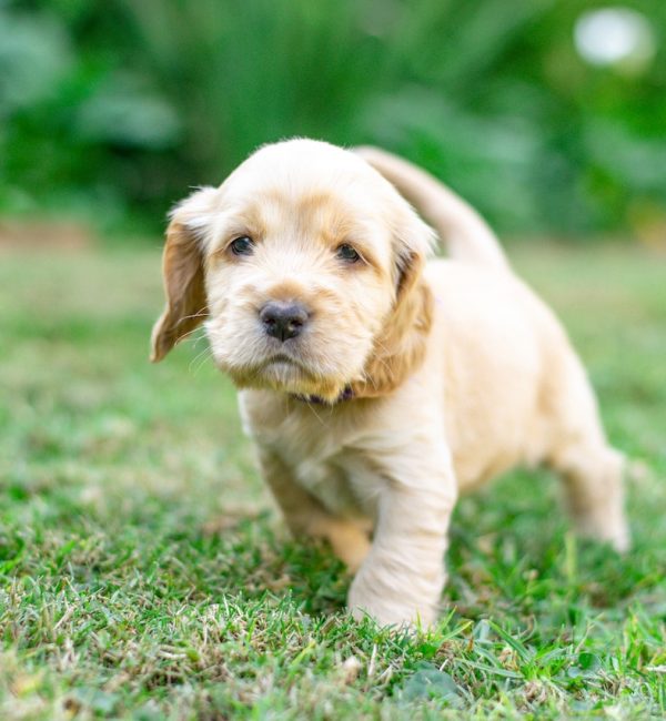 pexels-candice-pickering-12531330