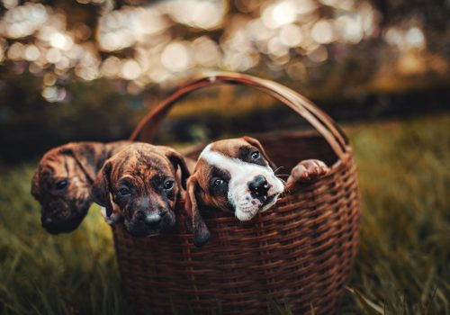 pexels-helena-lopes-1938123