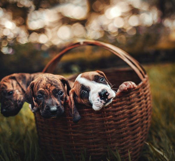 pexels-helena-lopes-1938123