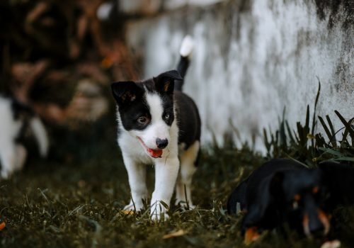 pexels-helena-lopes-3908803