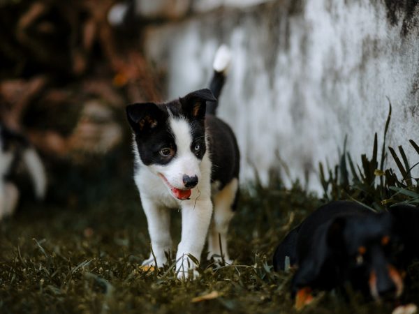 pexels-helena-lopes-3908803